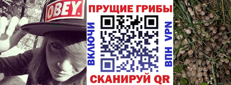 Псилоцибиновые грибы мицелий как найти наркотики Краснослободск
